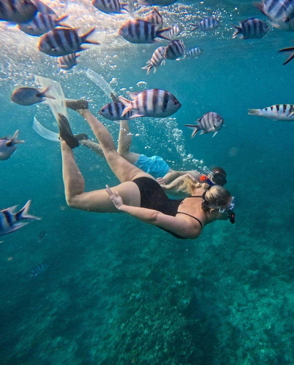 Admirez la faune marine