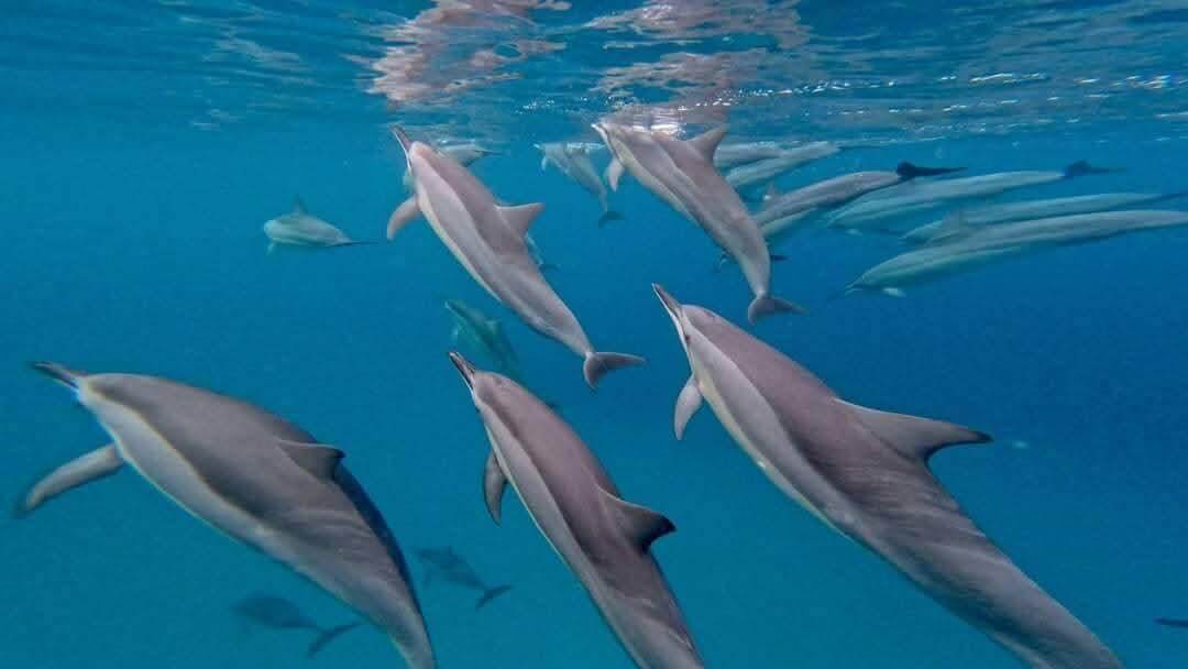 Admirez les dauphins en pleine nage