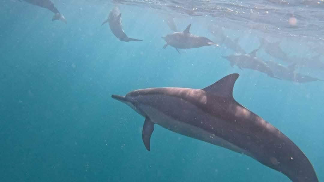 Approchez les dauphins de près