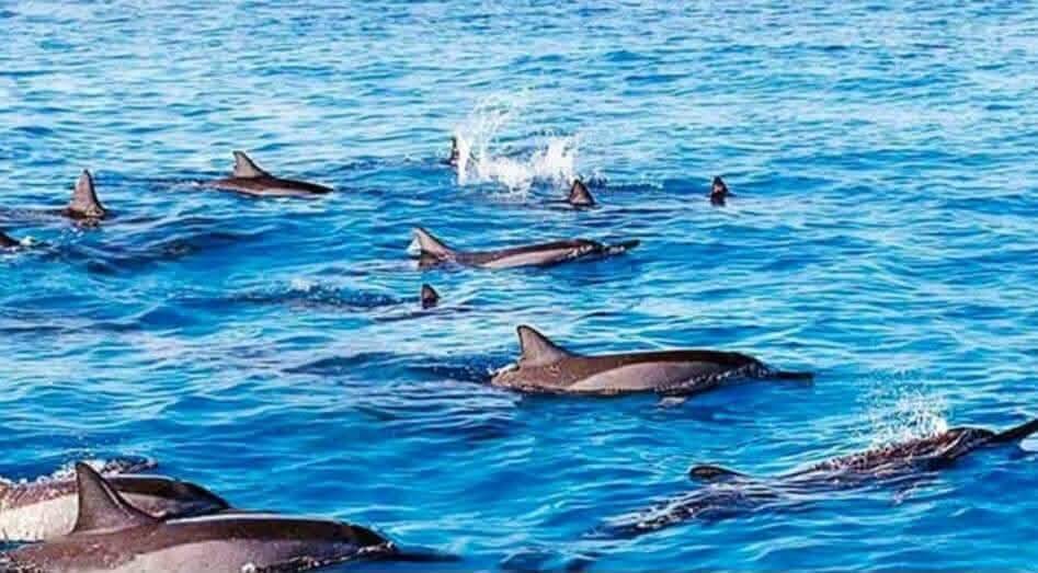 Vue aérienne des bancs de dauphins